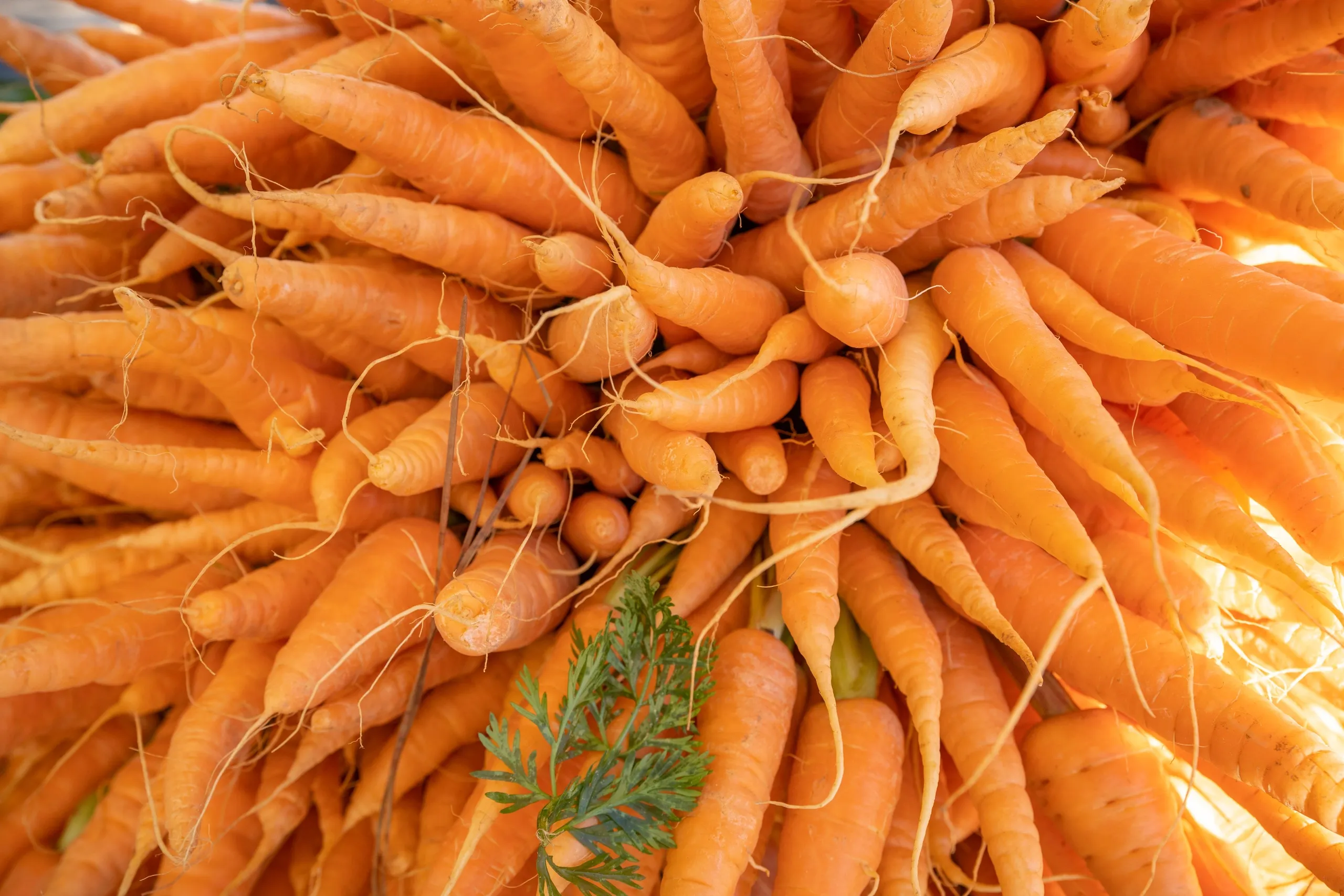 Avondale Estates Farmers Market