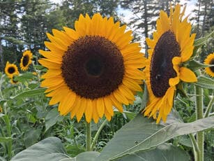Brockton Farmers Market