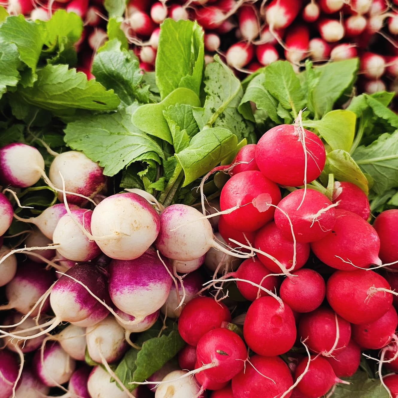 Cascades Farmers Market