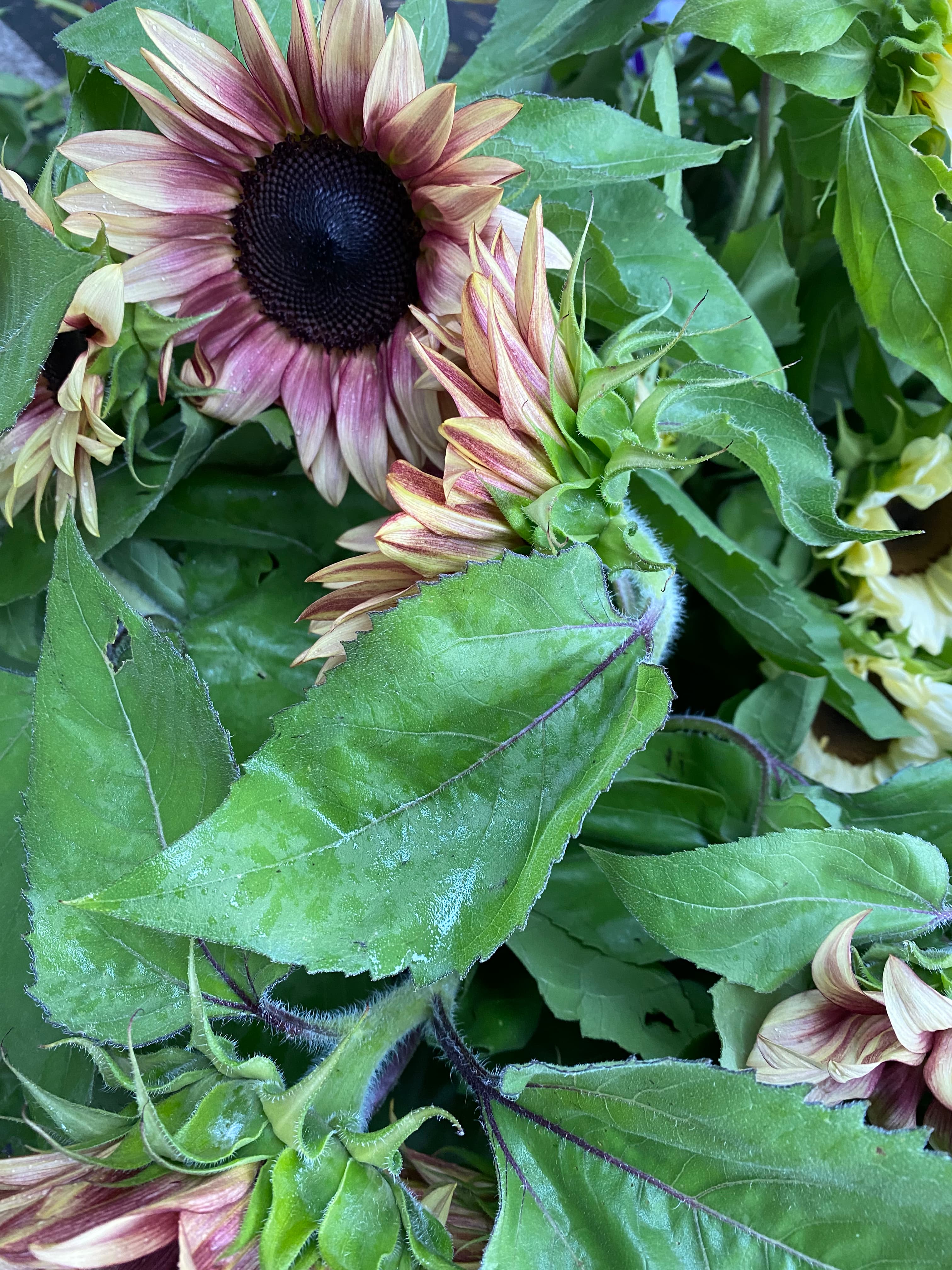 Chappaqua Farmers Market