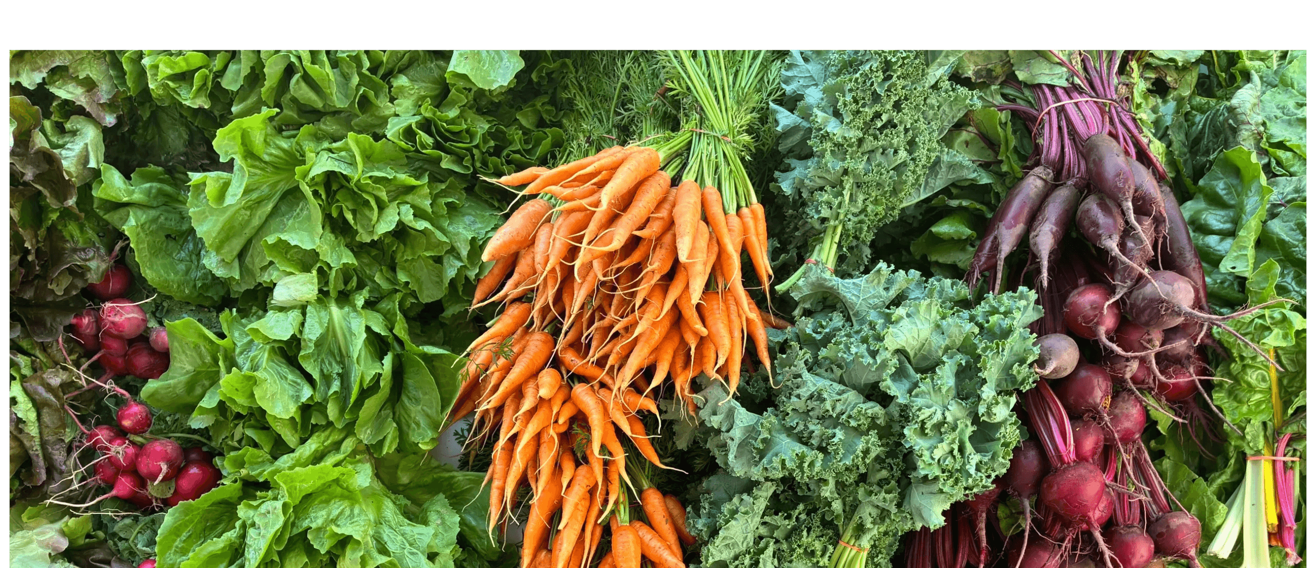 Chestnut Hill Farmers' Market