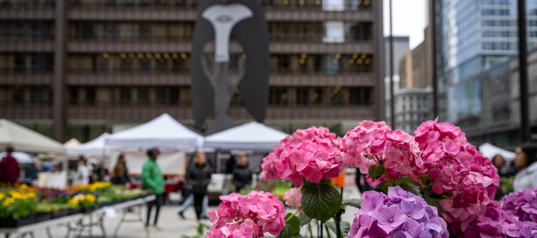 Daley Plaza Farmers Market