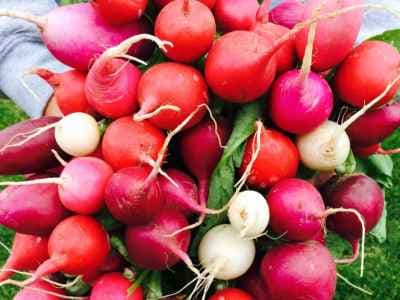 Orchard Homes' Farmers' Market