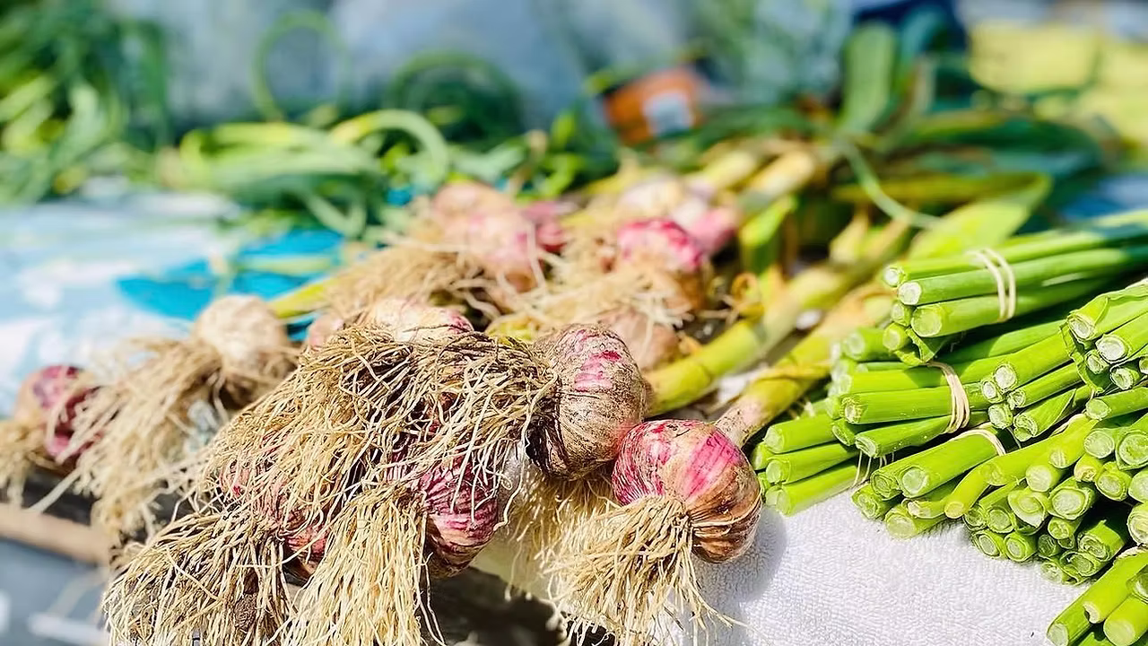 Orleans Farmers' Market