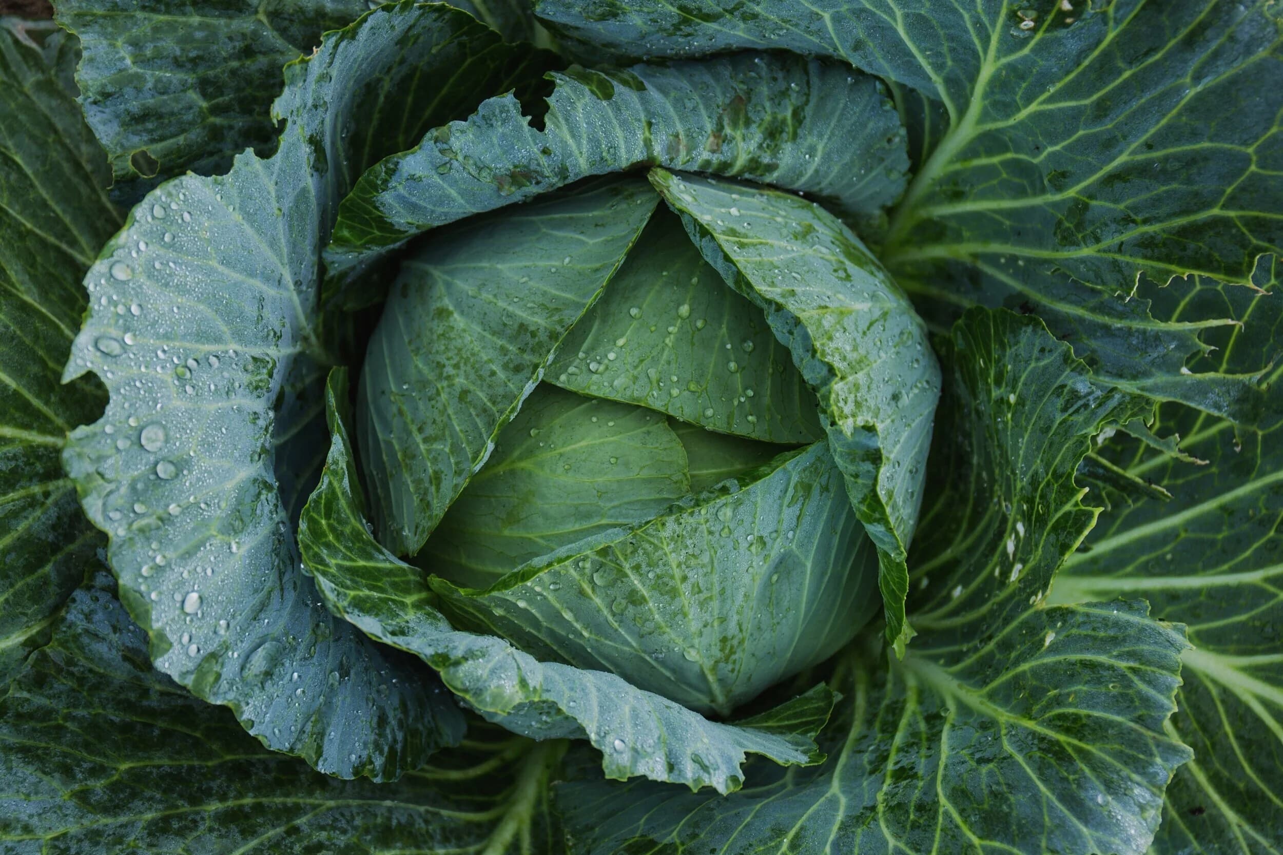 Woodlawn Farmers Market