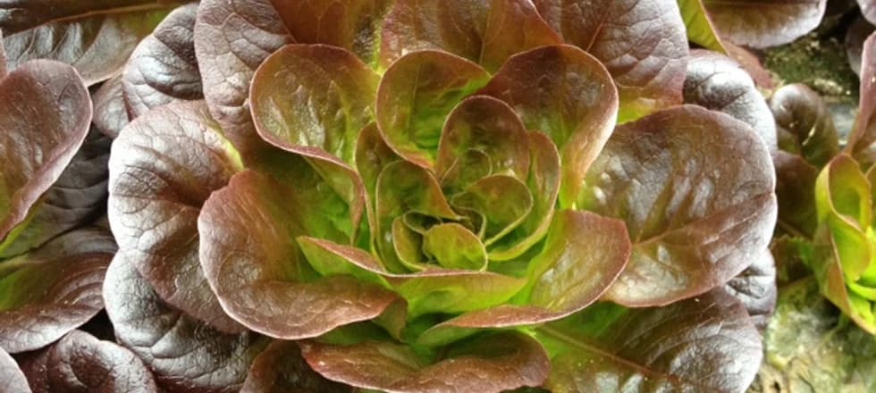 Newburyport Farmers' Market photo 3