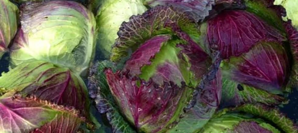 Newburyport Farmers' Market photo 4