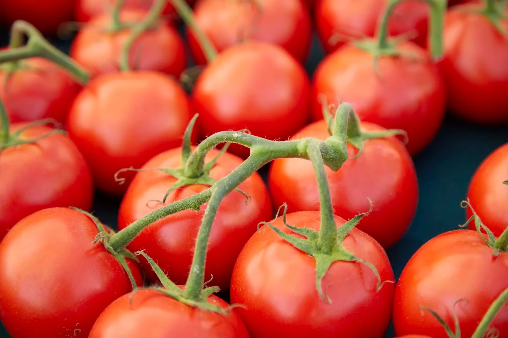 Downtown Rochester Farmers Market photo 4