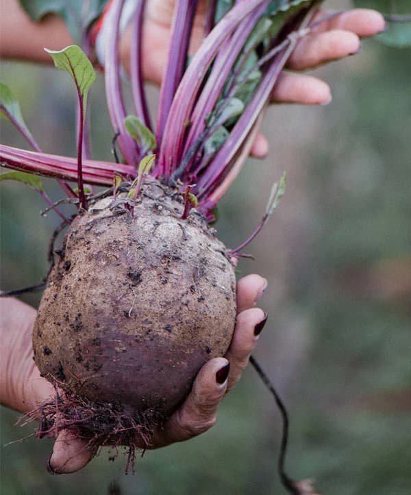 Ketchum Farmers' Market photo 2