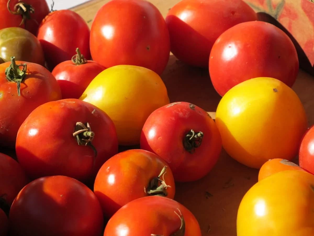 N.E.W. Farmers' Market photo 3