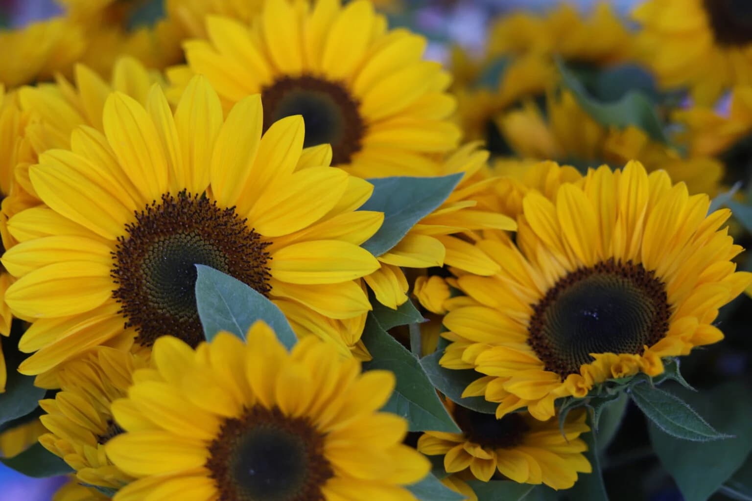 Tacoma Farmers Market photo 3