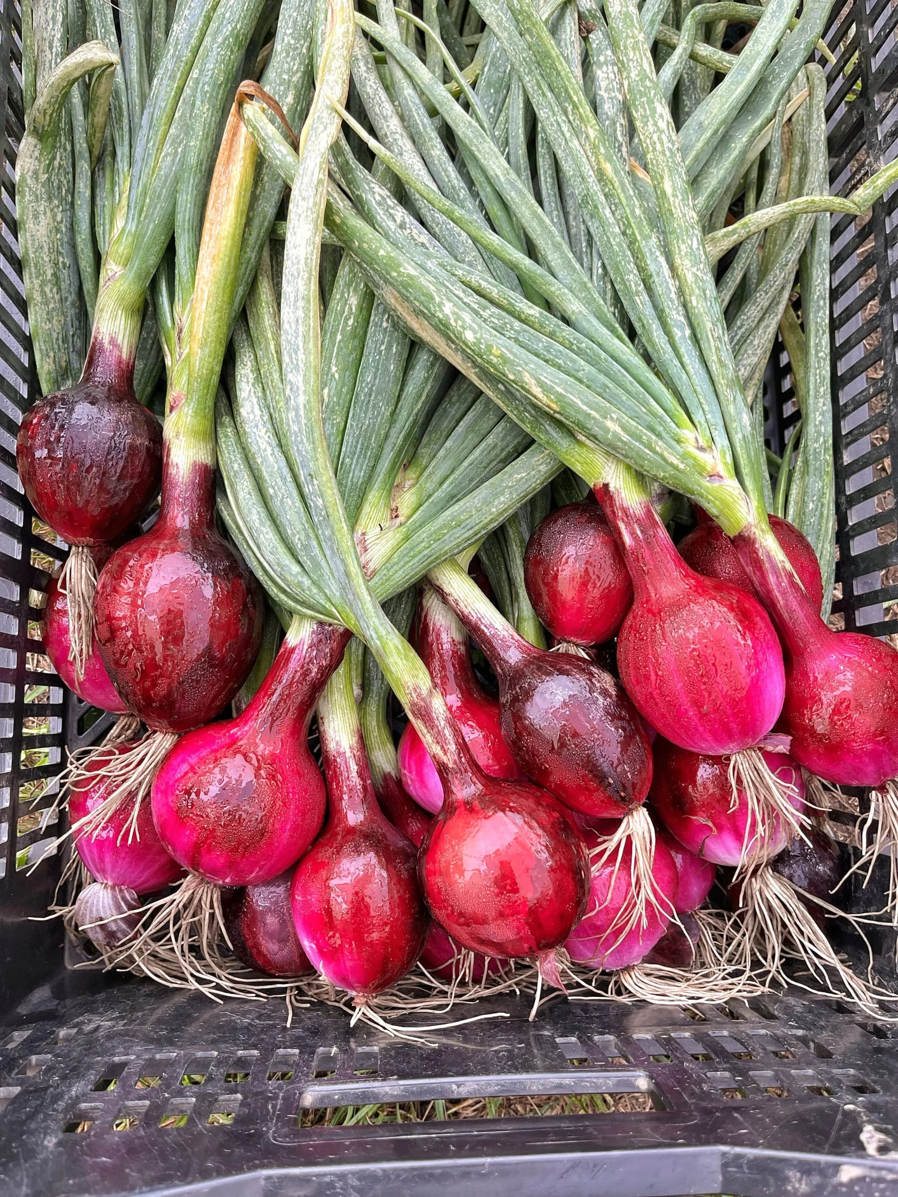 Tiverton Summer Farmer's Market photo 2