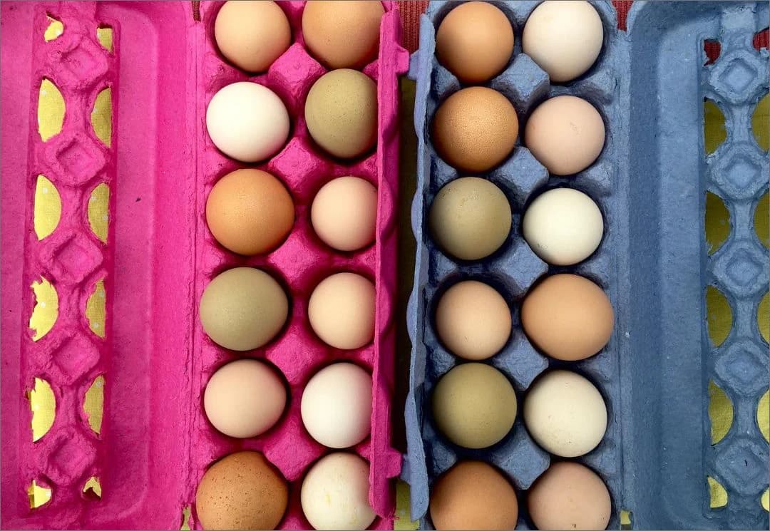 Tamworth Farmers' Market photo 5