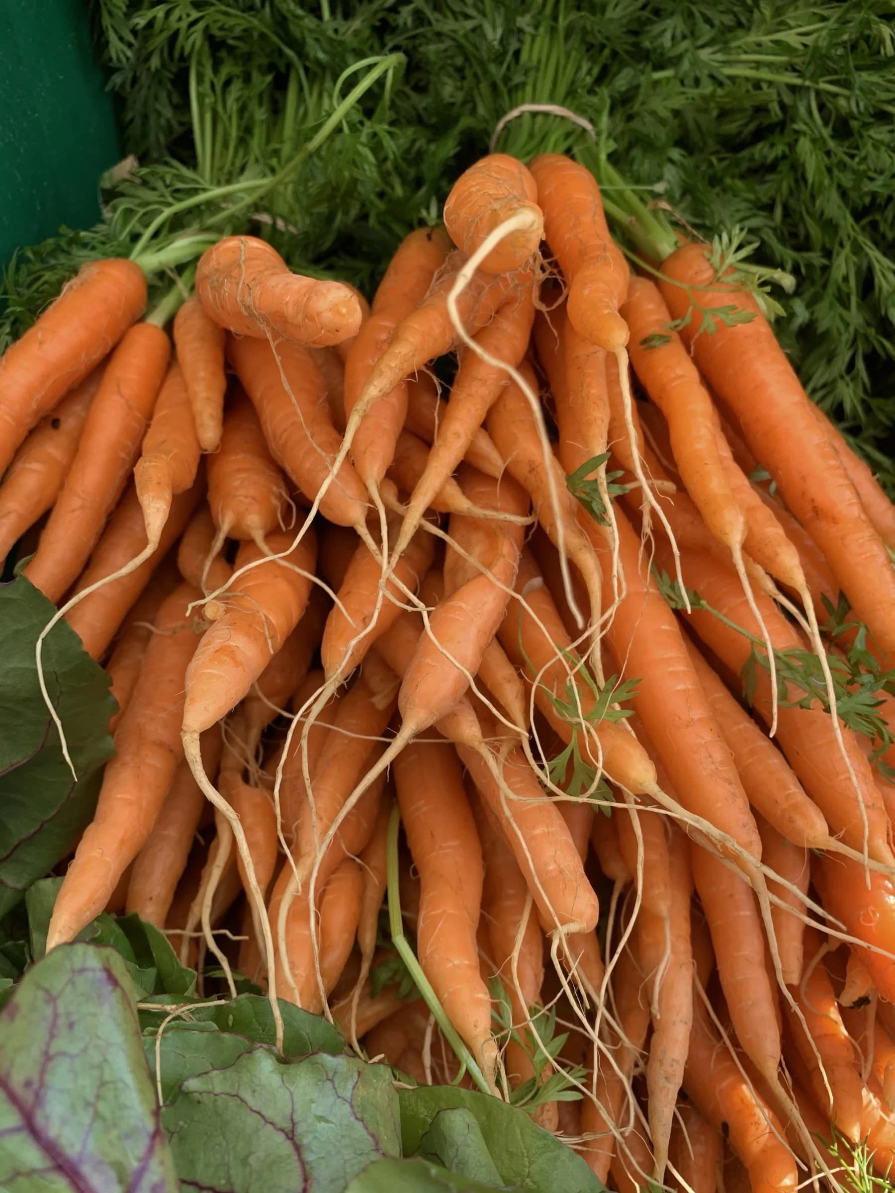 Freeport Farmers Market Maine photo 4