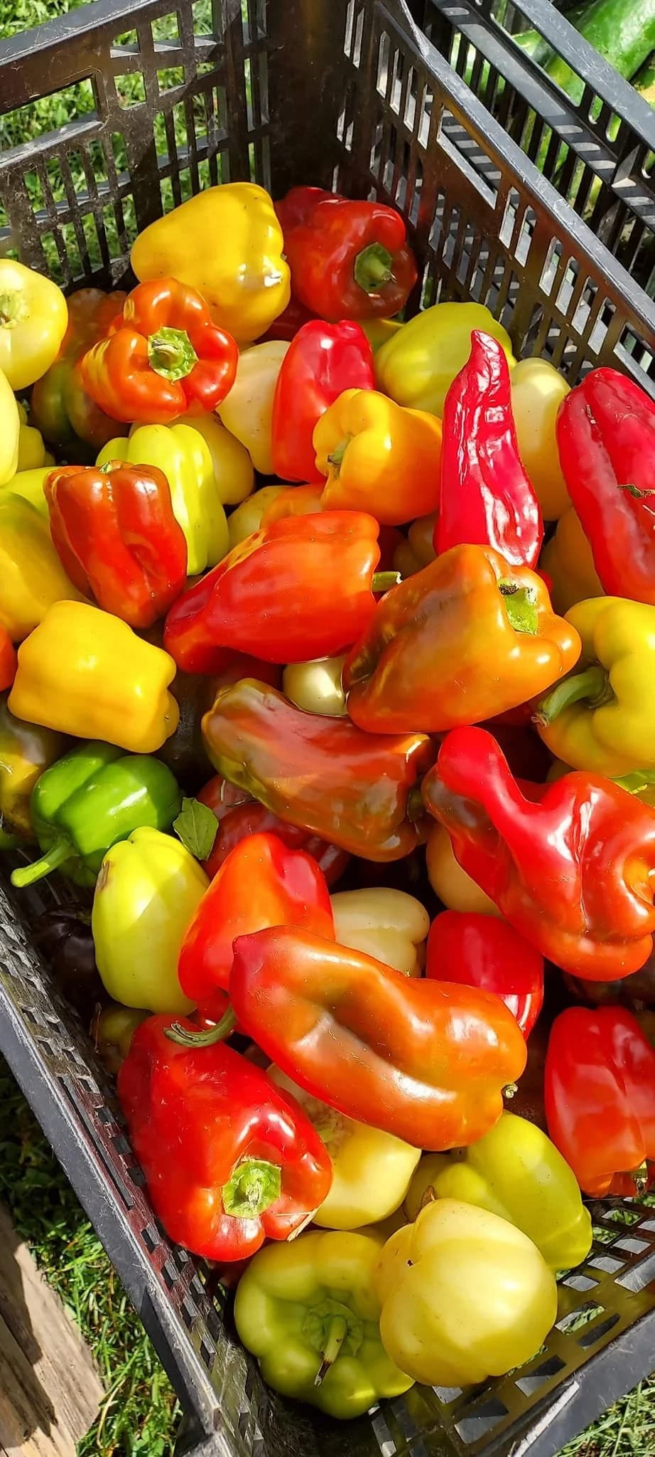 Granville Farmers Market photo 4
