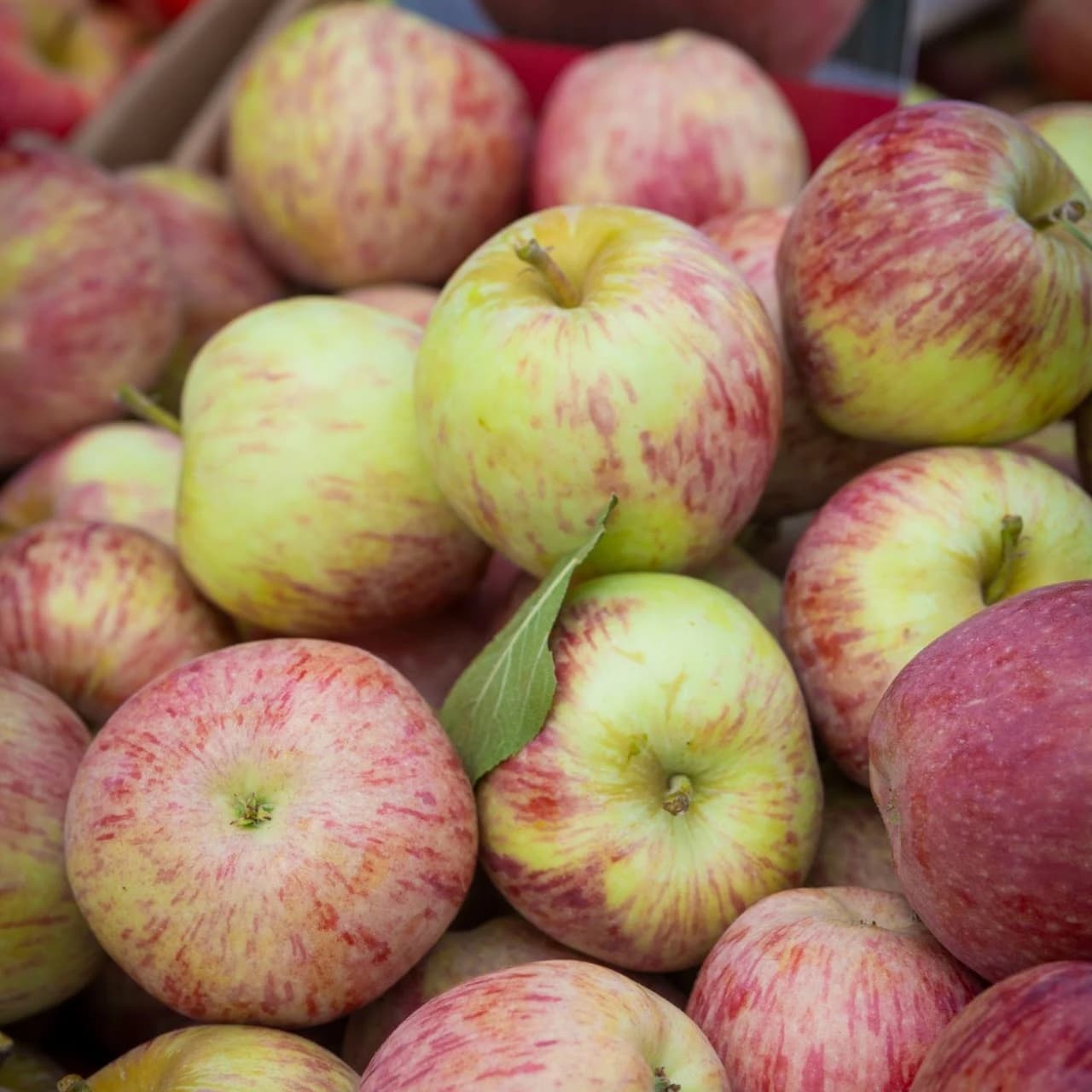 Baywood Farmers Market photo 3