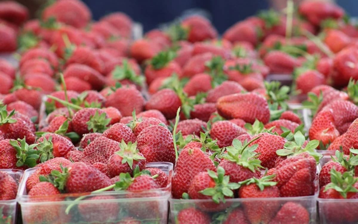 Saturday Rockville Farmers Market photo 4