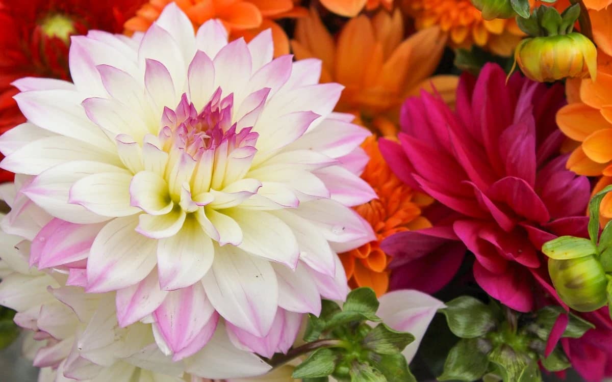 Saturday Rockville Farmers Market photo 5