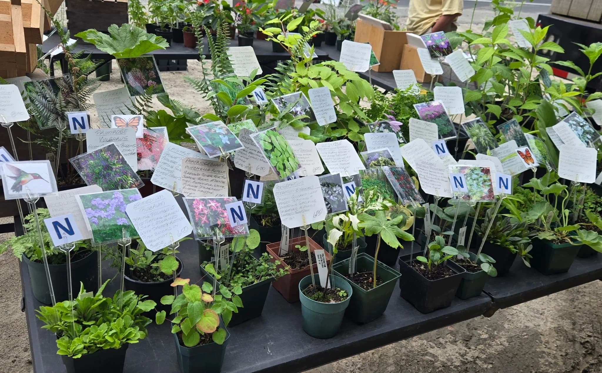 Foster Farmers’ Market photo 4