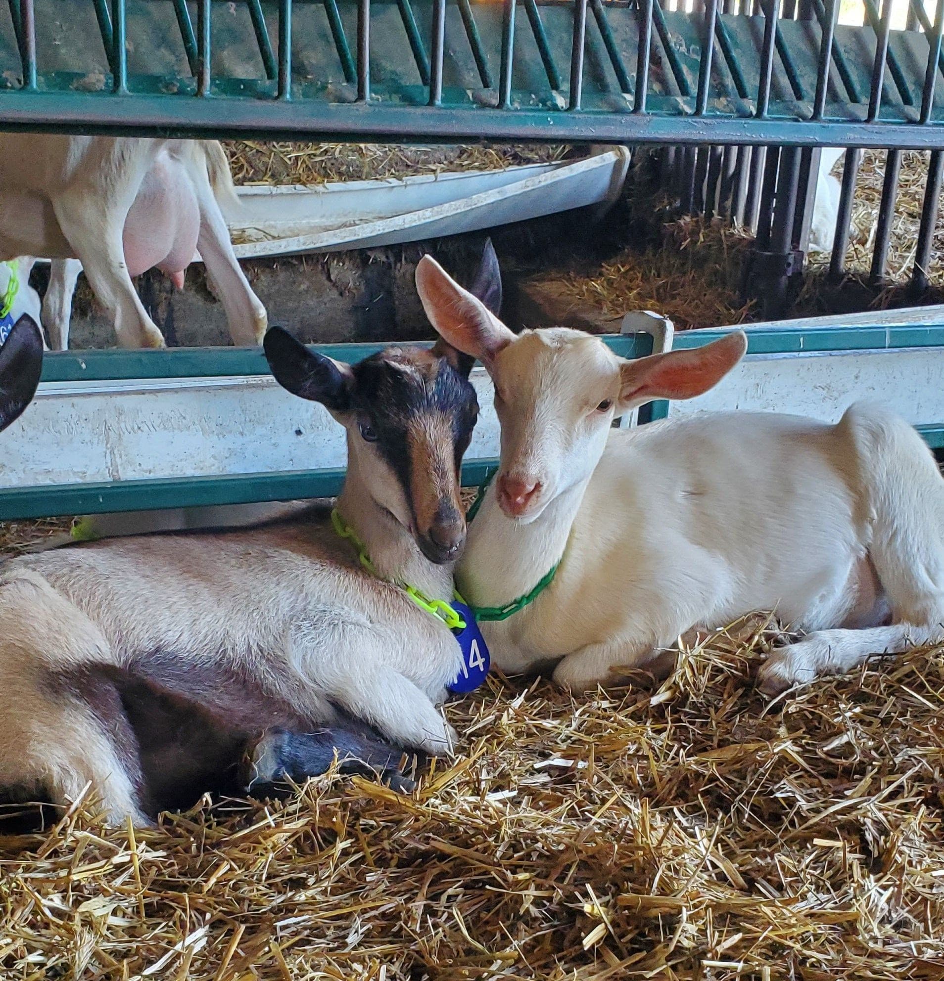 Abraham’s Goat Farm & Creamery