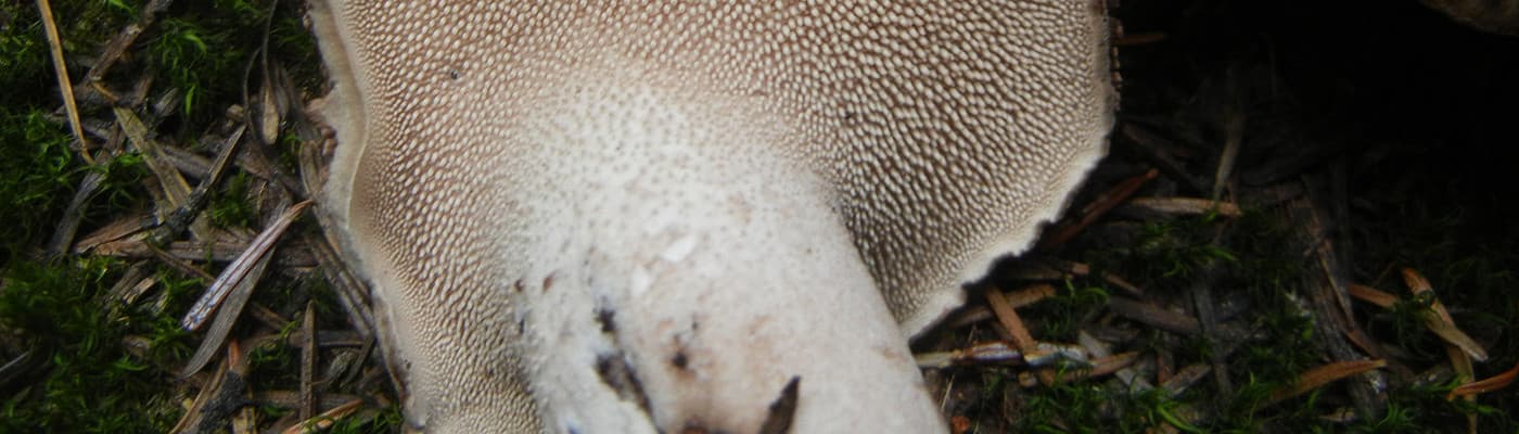 Adams Mushrooms