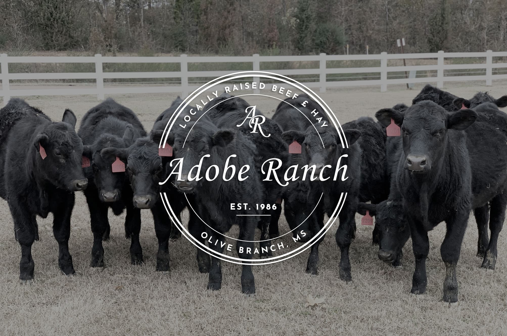 Adobe Ranch photo 2