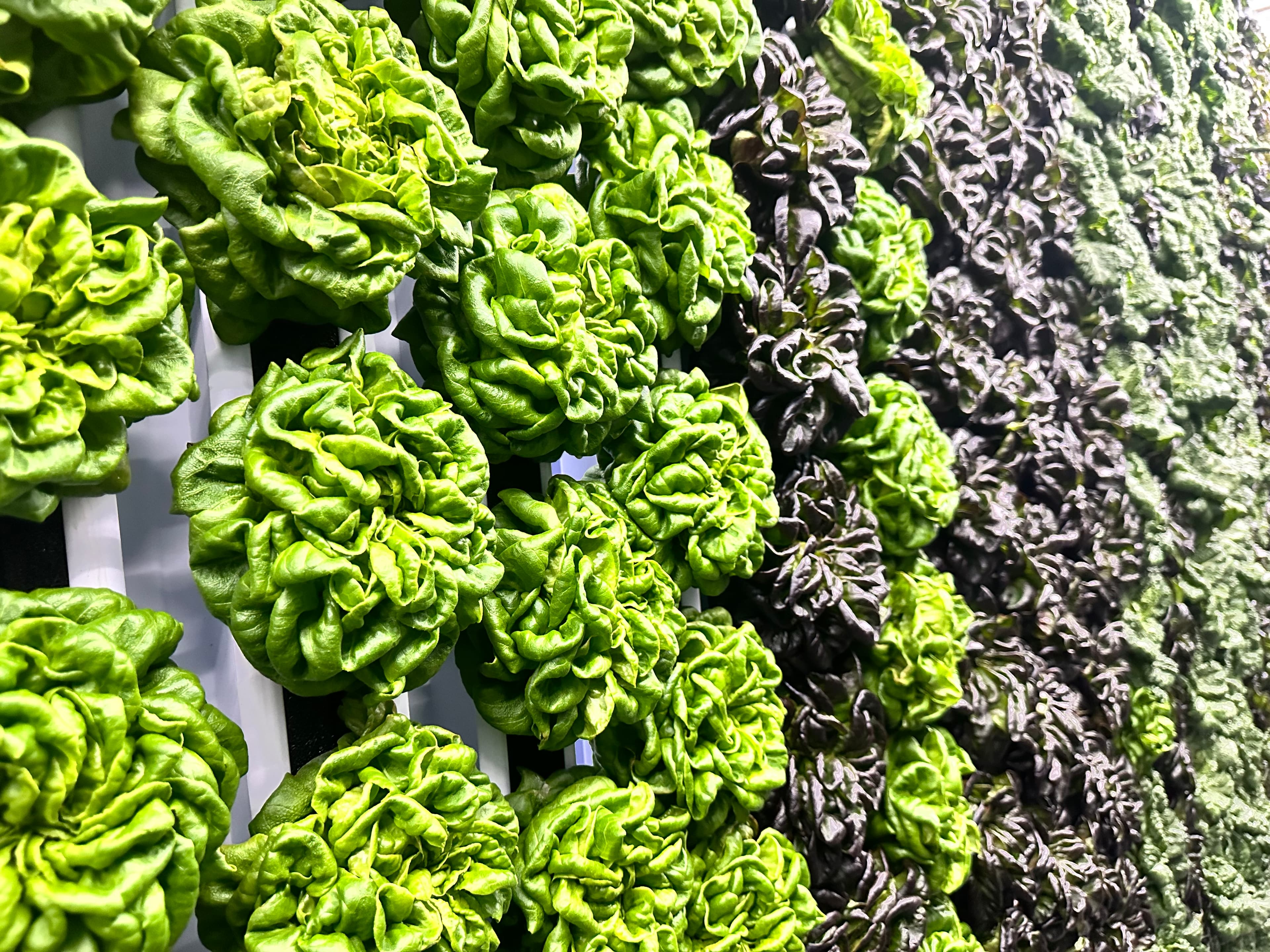 Adrina Farms photo 2