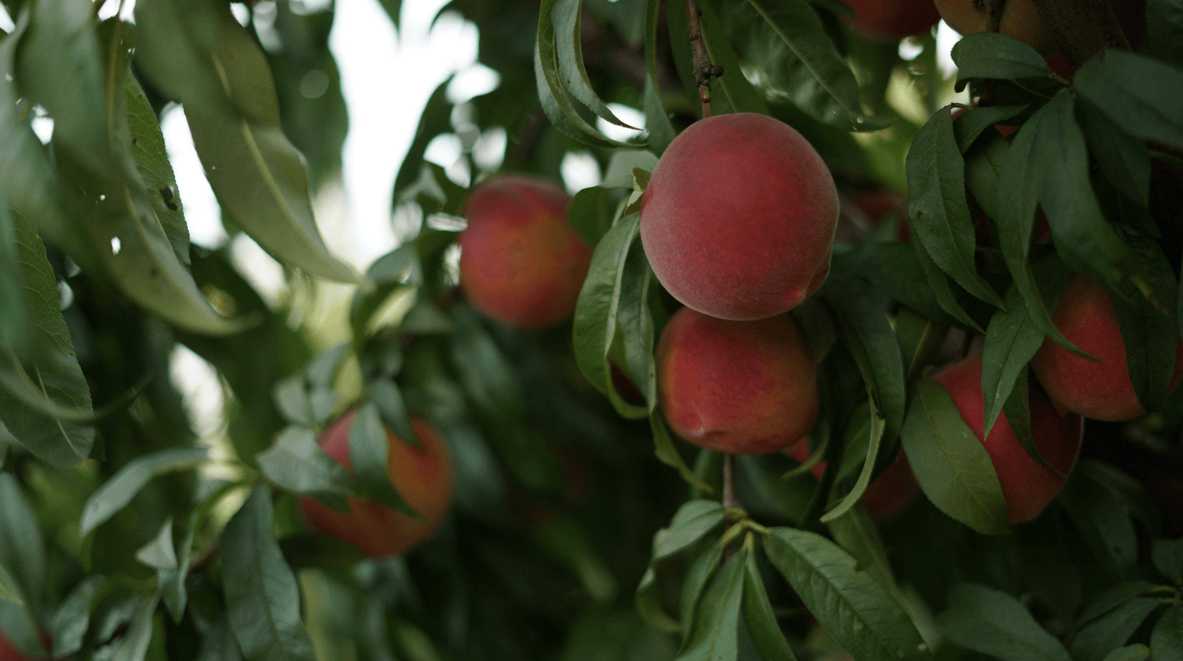 Aguilar Farms photo 2