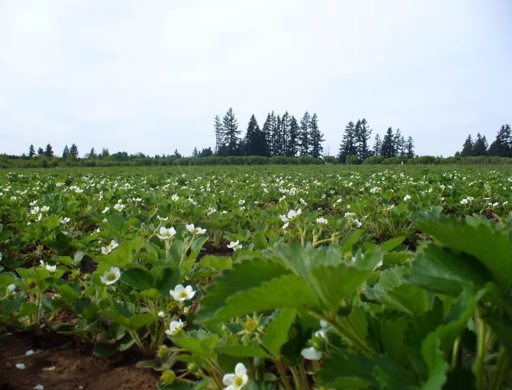 Albeke Farms