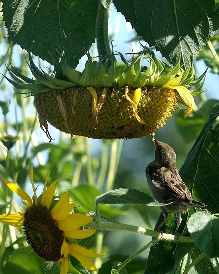 Alice’s Garden