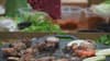 All Natural Homestead Beef photo 2