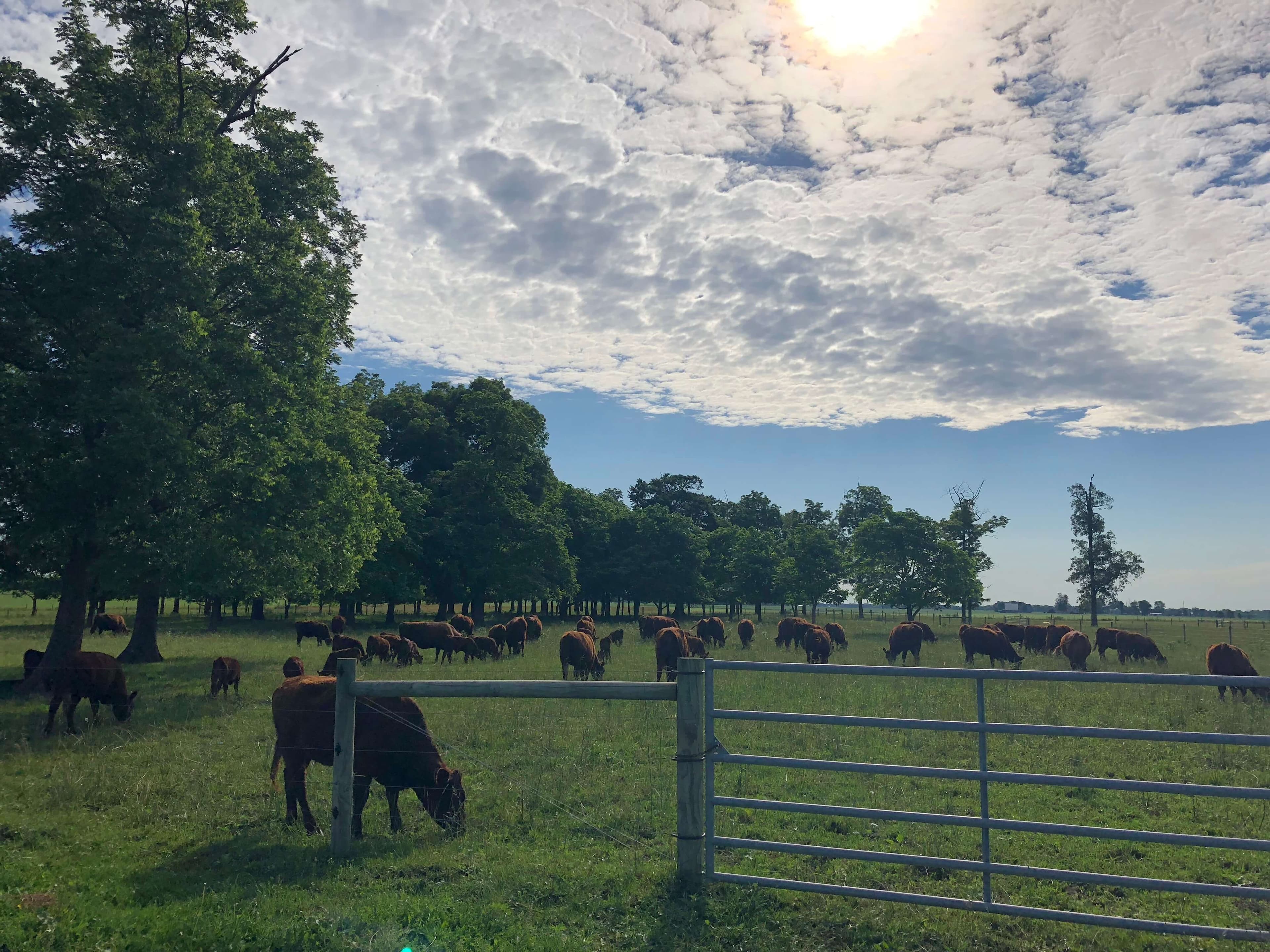 Almost Paradise Farm