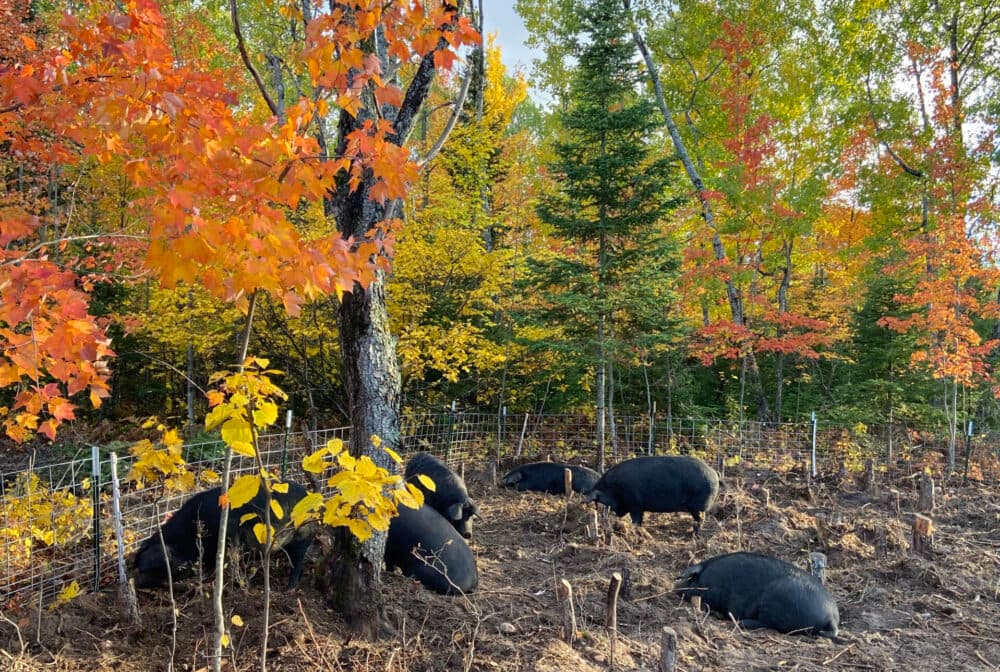 Alpine Forest Farm