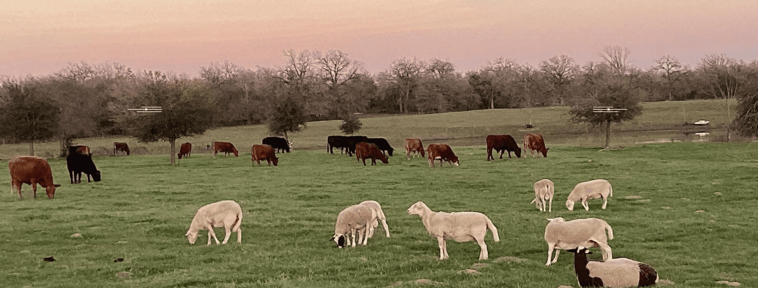 Amber Oaks Ranch