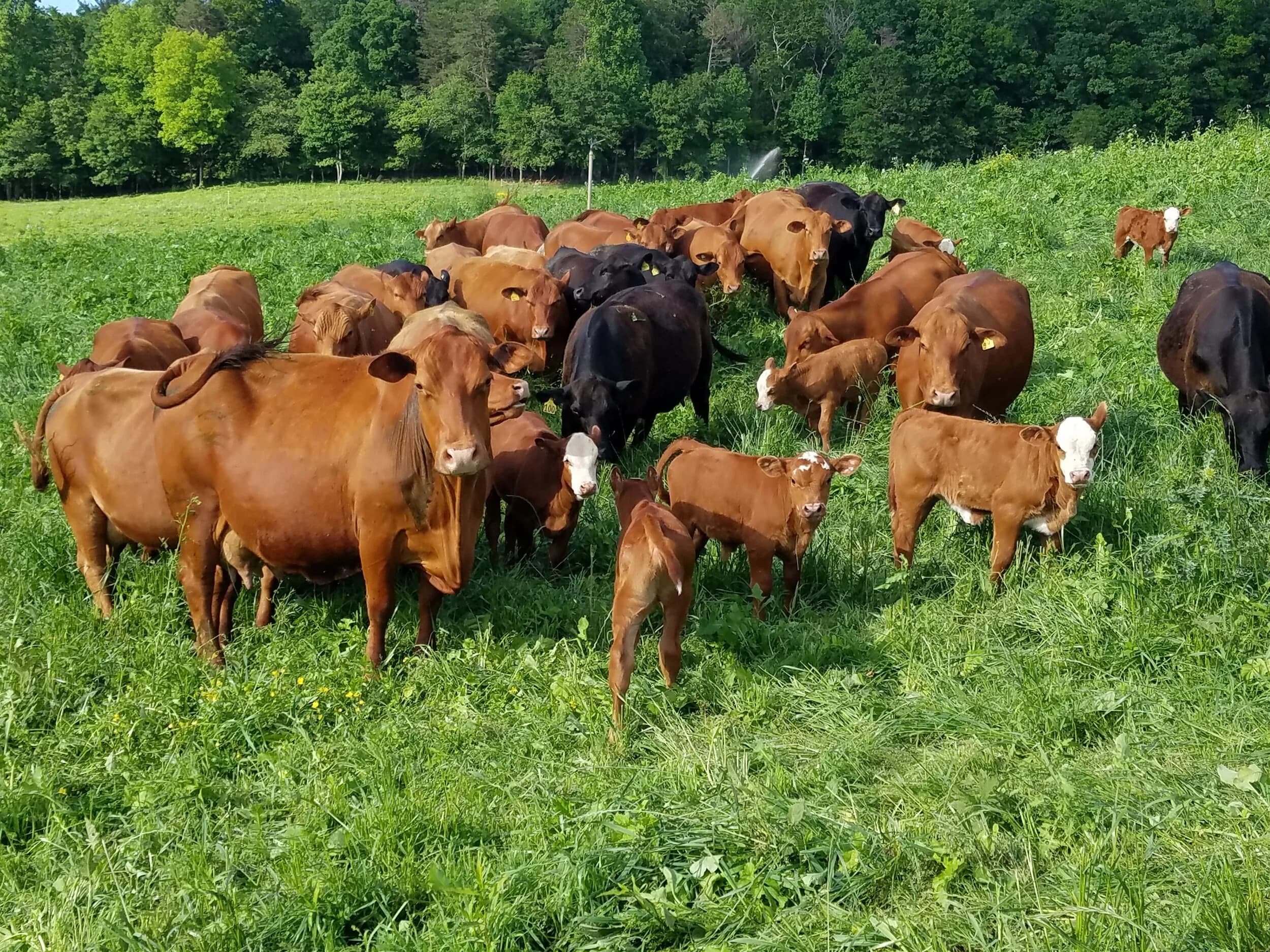 Anderson Farms Beef and Pork photo 2