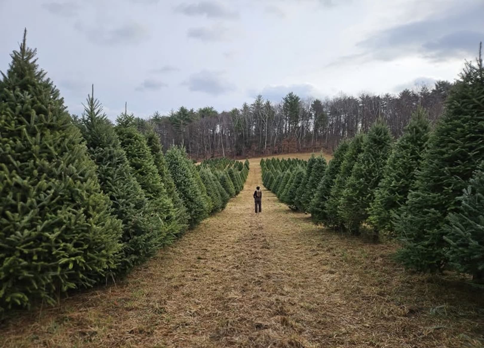 Apex Orchards photo 2