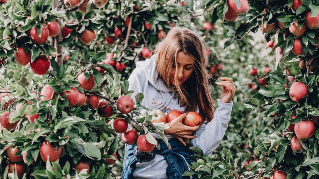 Apple Holler