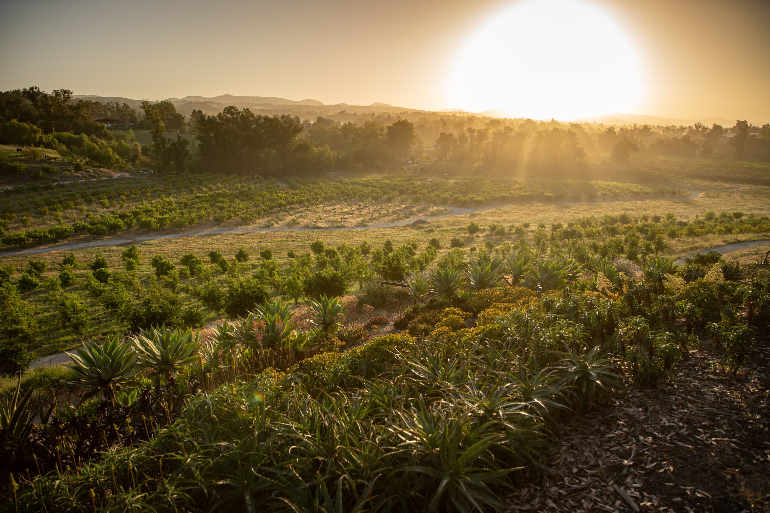 Apricot Lane Farms