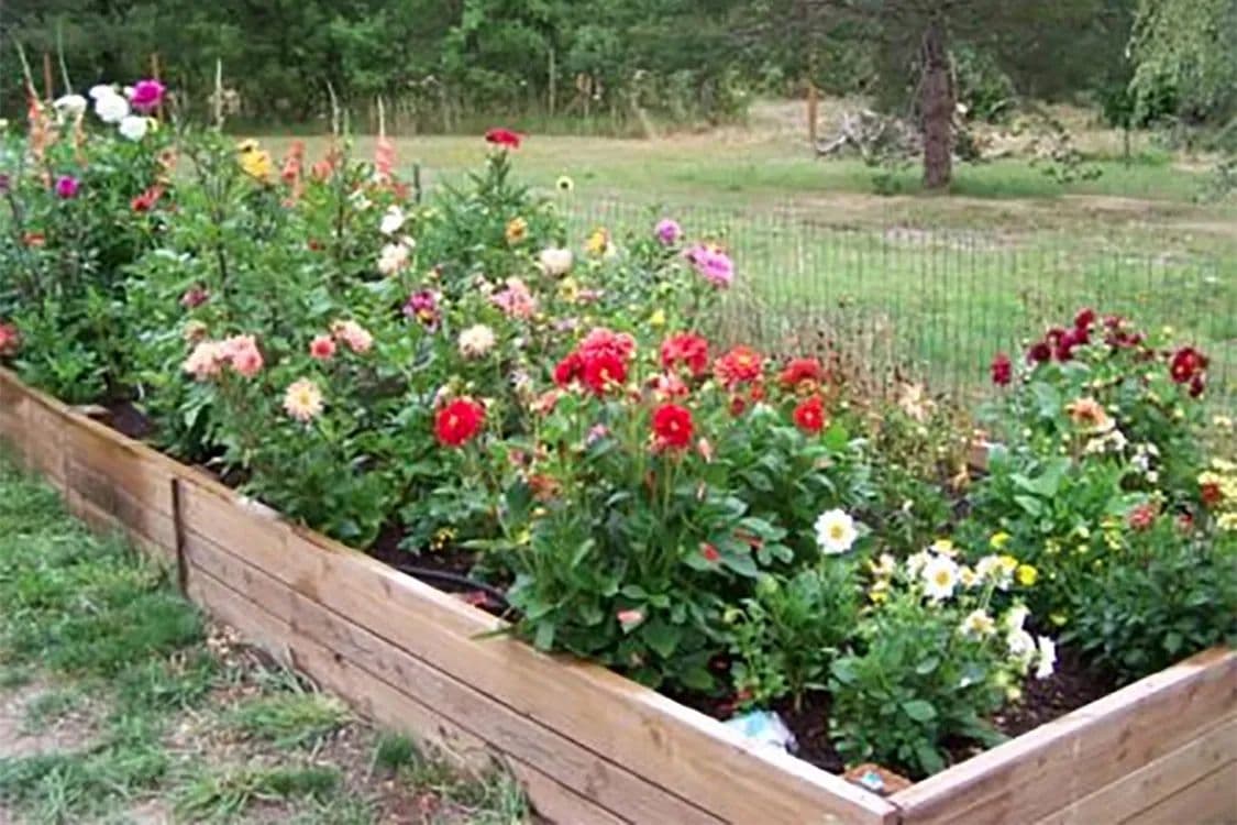 Arborinas Nursery