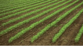 Arca Organics photo 2