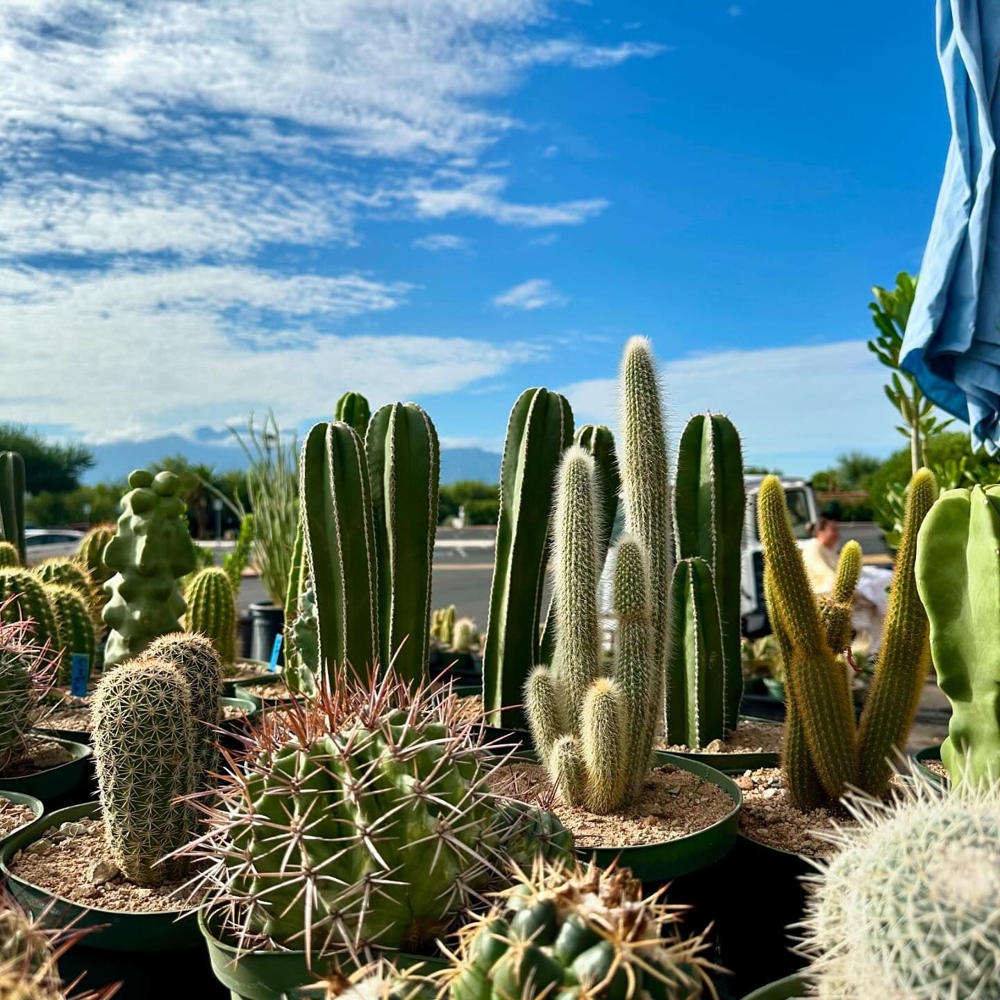 Arid Adaptations Nursery