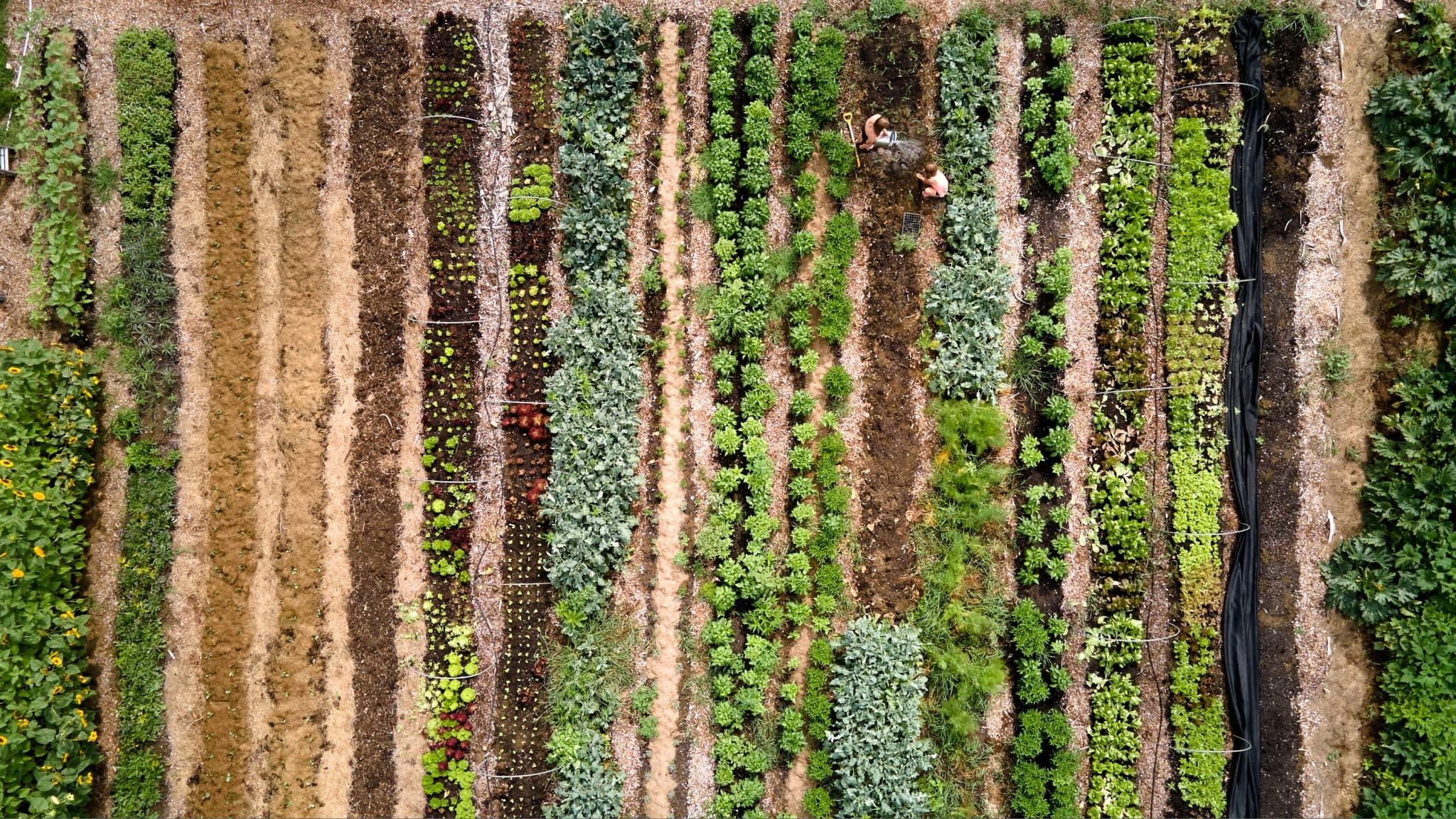 Ascutney Harvest