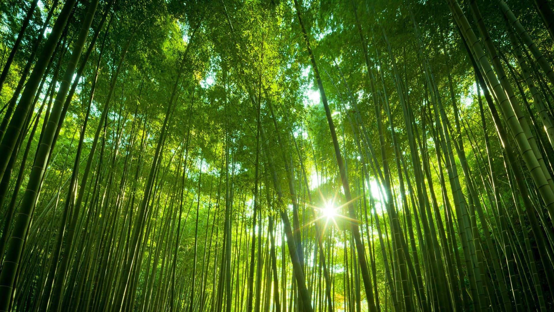 Bamboo Cove