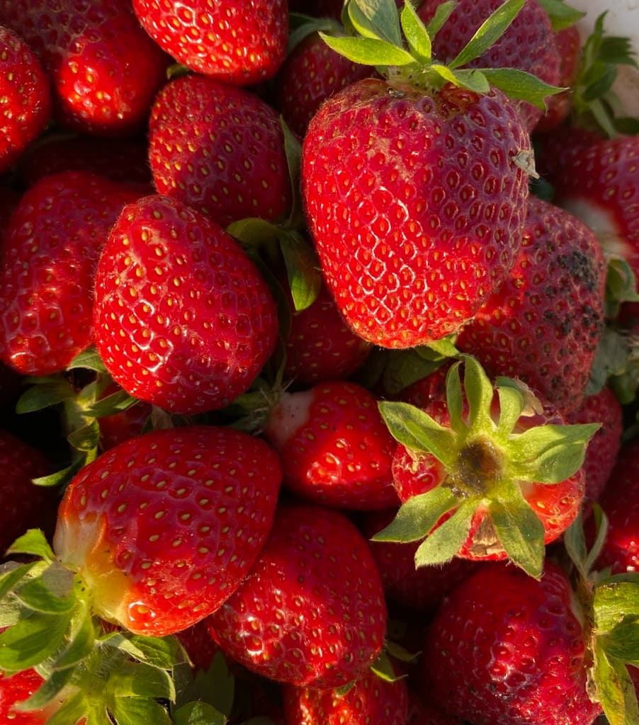 Barbie's Berries Seasonal Berry Stand