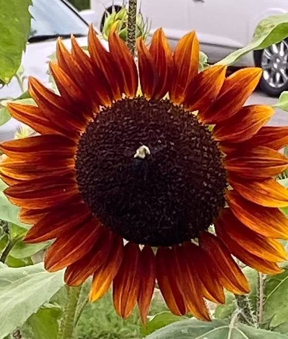 Barb's Blooms