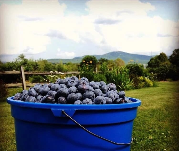 Bartlett's Blueberry Farm
