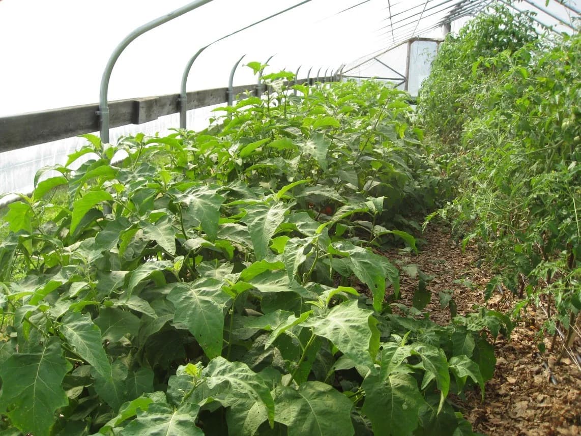 Basil Farm