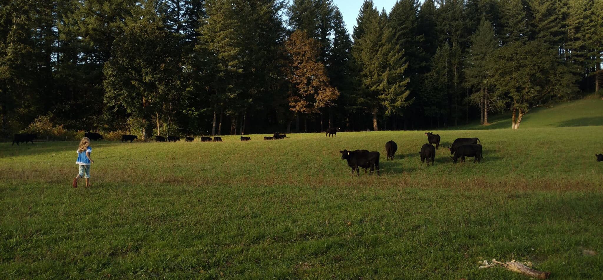 Basket Flat Ranch photo 2