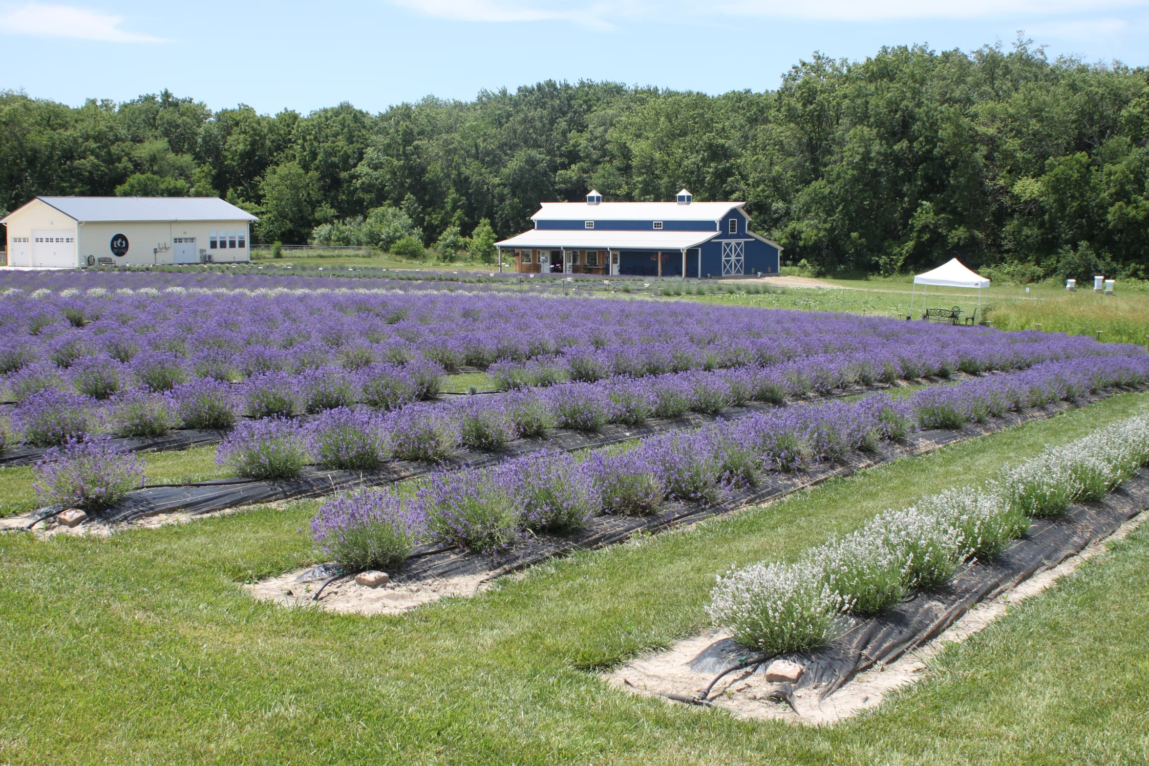 Battlefield Lavender photo 2