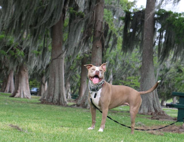 Bayou Chien Raw Foods